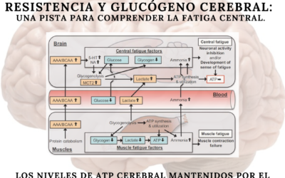 Cerebro y agotamiento