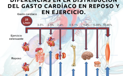 Diferencias en la distribución del gasto cardíaco.