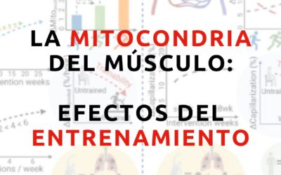 Las mitocondrias de tus músculos